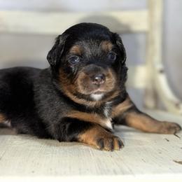 Nutmeg - Black tri male Miniature American Shepherd puppy in Minden, Louisiana from Ironwood Creek