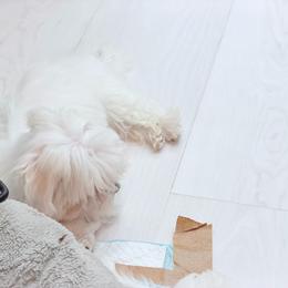 AKC Maltese - White male Maltese puppy in San Mateo, California from AKC Maltese California