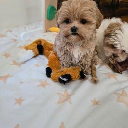 V - Apricot female Maltipoo puppy in Washington from Mt.BakerPoodles&Doodles