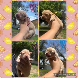 Purple Collar Female - Yellow female Labrador Retriever puppy in Kissimmee, Florida from SunState Labs