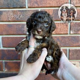 Gale - Brown and white female Bernedoodle puppy in Owasso, Oklahoma from Kallams Bernedoodles & Bernese Mountain Dogs