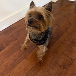 Tucker - Yorkshire Terrier