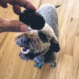 Lagotto Romagnolo Puppies from Anna’s Lagottos