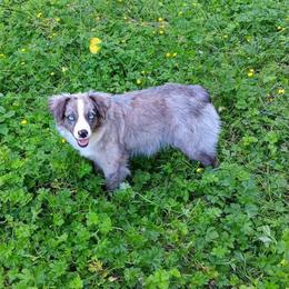 Laces - Blue merle female Australian Shepherd puppy in Sultan, Washington from Van Huitt Australian Shepherds