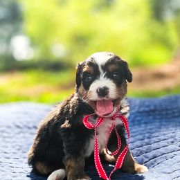 Nash - Tri-color male Bernedoodle puppy in Russell Springs, Kentucky from 270 Doodles