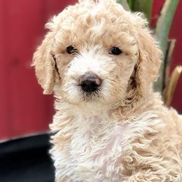 Goldendoodles from Bernal Doodle Pets