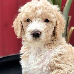Goldendoodles from Bernal Doodle Pets