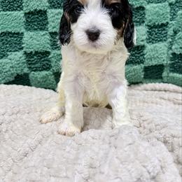 Girl 2 - Tri-color female Cavapoo puppy in Bloomfield, Iowa from Schooley Doodles