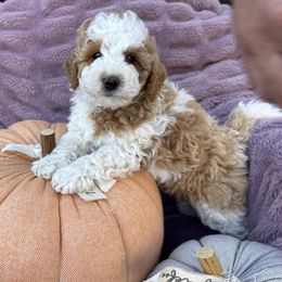 Smore - Parti male Poodle puppy in Huntington, Utah from Krispydoodle