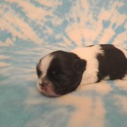 Sophia - Black and white female Shih Tzu puppy in Silver Springs, Nevada from Meadowlyn's Dream Shih Tzu