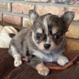 Chihuahua puppies from Happy Little Chihuahuas