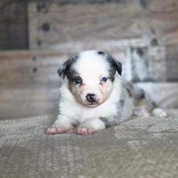 Emily - Blue merle female Miniature Australian Shepherd puppy in Killen, Alabama from Wilkers Wholehearted Mini Aussies