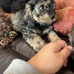 Miles - Black and tan male Cockapoo puppy in Birdsboro, Pennsylvania from Cooper Family Cockapoos