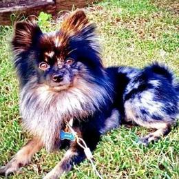 Pomskies from Gotham Pomskies