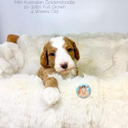 Ocean - Red male Double Doodle puppy in Southwest Ranches, Florida from Dandy Doodle Ranch