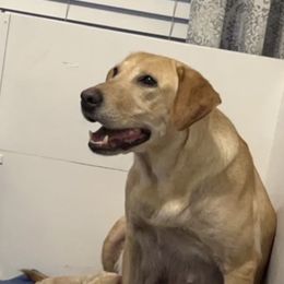 Labrador Retriever Puppies from Sycamore Kennels