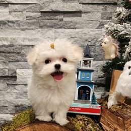 Cavapoo, Maltese, Maltipoo, and Poodle Puppies from Mt.BakerPoodles&Doodles