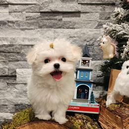 Cavapoo, Maltese, Maltipoo, and Poodle Puppies from Mt.BakerPoodles&Doodles