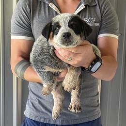 Mable - Male 1 - Blue male Australian Cattle Dog puppy in Jefferson, South Carolina from Blue Creek Farms