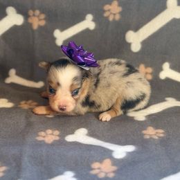 Girl 1 - Blue merle female Miniature Australian Shepherd puppy in Ellsworth, Kansas from Flying H Mini Aussies