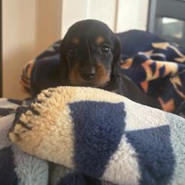 Kanga - Black and tan female Dachshund puppy in Vancouver, Washington from Cascade Minis
