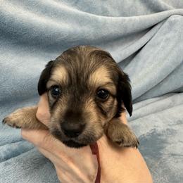 Fred - Cream male Dachshund puppy in Memphis, Tennessee from River City Doxies