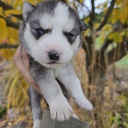Hurricane - Gray and white male Siberian Husky puppy in Addison, Michigan from Gray Run Siberian Huskies