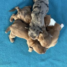 Dapple girl - Dapple female Dachshund puppy in South Willard, Utah from Doxies in the Sun