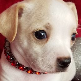 Chihuahuas from Heartland Chihuahua