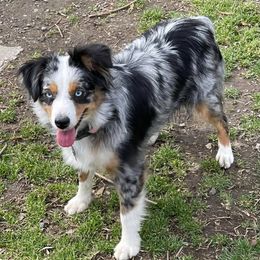 Tilly Mae - Miniature Australian Shepherd