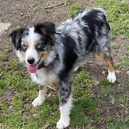 Tilly Mae - Miniature Australian Shepherd
