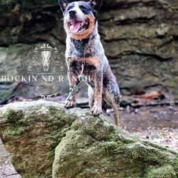 Kookie - Australian Cattle Dog