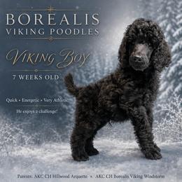 Green Prince - Black male Poodle puppy in Louisville, Kentucky from Borealis Poodles