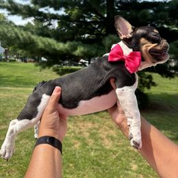 French Bulldog Puppies from Luvia Anderson