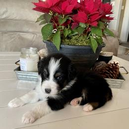 Australian Shepherd Puppies from WC Ranch