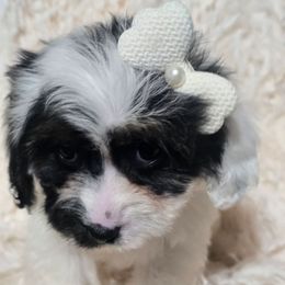 Cinder - Black and white female Cavapoo puppy in Lebanon, Kentucky from Mosaic Merle Doodles
