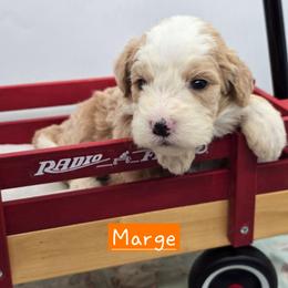 Marge - Red female Bernedoodle puppy in Neillsville, Wisconsin from Granton Creek