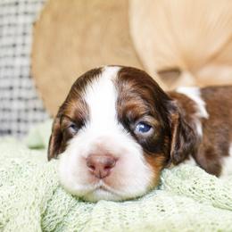 Duke - Sable and white male Cockapoo puppy in Rattan, Oklahoma from Double M Cocker Spaniels