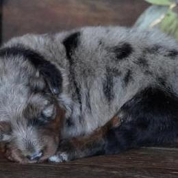 Jenny BMM Black Leg - Blue merle male Aussiedoodle puppy in Lawton, Oklahoma from Lindsey’s Aussies