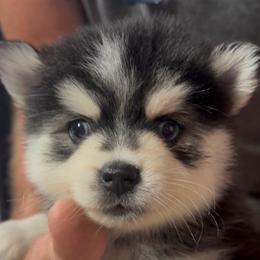 Suzy Q - Black and white female Pomsky puppy in Spring Hill, Florida from PDQ Pomskies