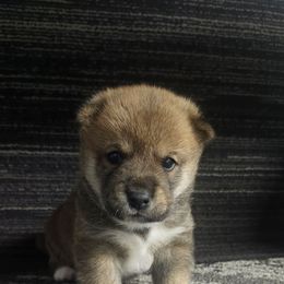 Rusty - Sesame male Shiba Inu puppy in Illinois from Precious-Puppies