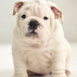 Bulldogs from Mansi Bulldogs