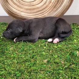 Sycamore - Black male Whippet puppy in Davenport, Iowa from Whippety Split