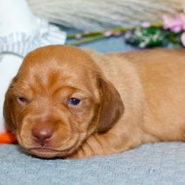 Valor - Red male Dachshund puppy in Bellville, Ohio from JK Mini Doxies