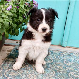 Border Collie Puppies from Twisted Biscuit Border Collies
