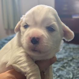 Georgie - Cream male Lhasa Apso puppy in Fort Worth, Texas from Cynthia's Lhasa Apsos
