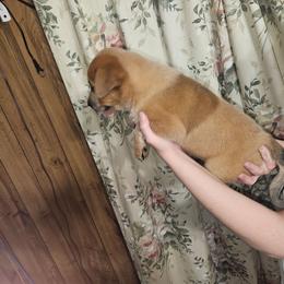 Red Girl 2 - Red mottled male Australian Cattle Dog puppy in Center Point, Texas from Lone Star Heelers