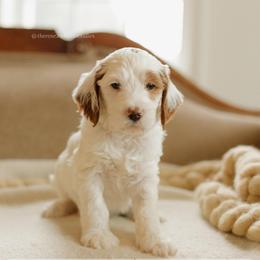 Beechnut - Parti male Goldendoodle puppy in Hiddenite, North Carolina from Rose and Reid Doodles