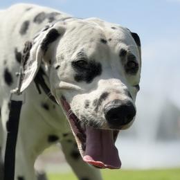 Dalmatians from Lauren Allen