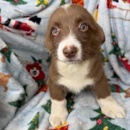 Barrel - Liver and white male American Corgi puppy in Grants Pass, Oregon from KnR Antler Dogs